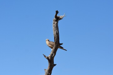 Steppenfalke (falco rupicoloides) im Etoscha Nationalpark in Namibia
