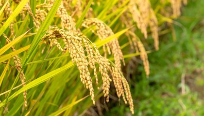 Golden rice stalks in a paddy field