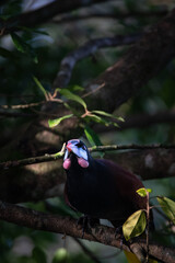 Montezuma Oropendola Near Hanging Nests in the Rainforest