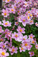 Naklejka premium Beautiful blooming anemone hupehensis flowers in the autumn garden.