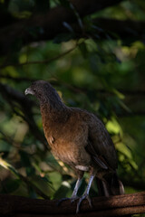 Exotic Game Bird of the Tropics: Chachalaca in Costa Rica