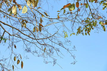 An upward view of the tree branches, with bright green leaves and some that are starting to turn brown, against a backdrop of a clear, cloudless blue sky.
