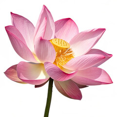 Fototapeta premium A close up view of a pink lotus flower with a yellow center isolated on a white background space created with generated ai
