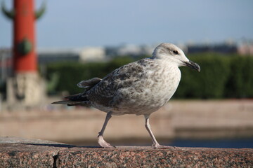 portrait of a seagull in St. Petersburg against the backdrop of the Rostral Columns