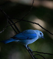 Exotic Blue-gray Tanager in the Lush Rainforest Canopy