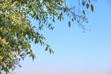 An upward perspective view of tree branches, with bright green leaves and some browning in the upper left corner, against a clear, cloudless blue sky. Perfect for use as a background for text.