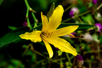 Fototapeta premium A beautiful yellow flower
