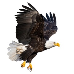Fototapeta premium Bald eagle in flight (1)
