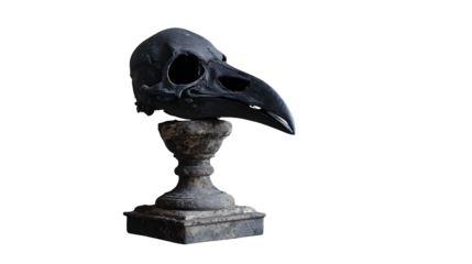 skull isolated on white background