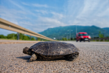 bright land tortoise turtle running on asphalt road after the car - Image
