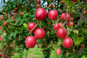 Delicious apple varieties Alpine Maiden in the orchard.