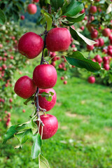 Delicious apple varieties Alpine Maiden in the orchard.