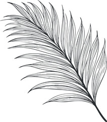 Obraz premium Detailed black and white line drawing of a tropical palm leaf isolated on white background
