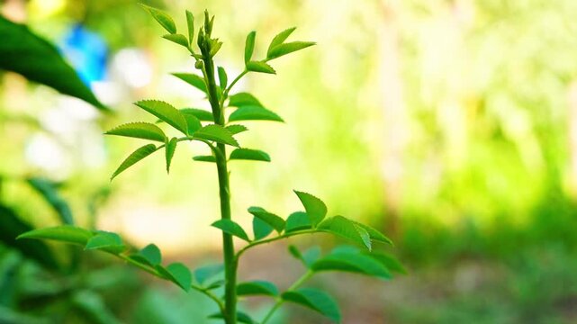 Young green stem with branch, leaves, petioles of rosehip or rose bush plant on background blurred yellow, green background with empty copy space. Gardening, flowerbed, horticulture planting