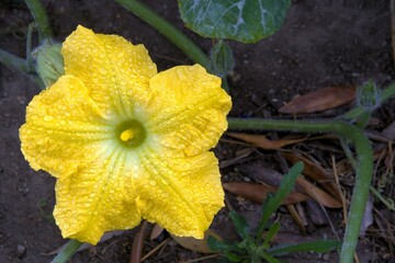 Pumpkin flower blooms bright yellow with dew droplets in outdoor garden