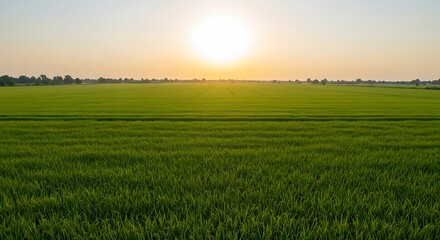Obraz premium Sunrise over lush green field