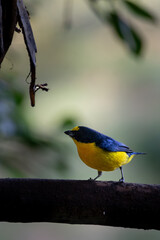 Vibrant Tropical Songbird in its Natural Habitat