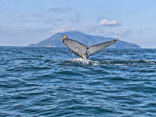 Brazil. island, Ilhabela, is ideal for observing Humpback Whales, Megaptera novaeangliae