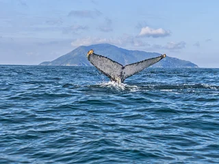 Brazil. island, Ilhabela, is ideal for observing Humpback Whales, Megaptera novaeangliae © vladislav333222