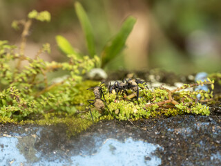 Brazilian Ata ants carry food along a branch