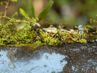 Brazilian Ata ants carry food along a branch