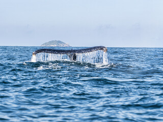 Brazil. island, Ilhabela, is ideal for observing Humpback Whales, Megaptera novaeangliae