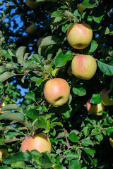 Delicious yellow apples in the orchard.