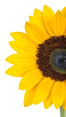 Fototapeta premium Close-up sunflower
