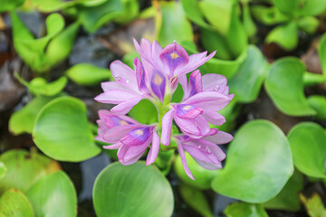 Close-up of purple aquatic plant flowers, Pontederia crassipes (Eichhornia crassipes), commonly known as common water hyacinth or Veda flower, a purple-pink flower plant on the surface of dark water.