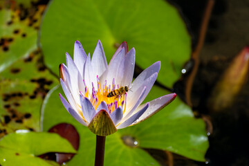 Honeybee on White Lotus Flower Pollination Close-Up
