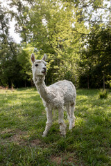 A close-up portrait of a young, recently shorn alpaca in a green pasture. The image captures its...