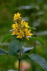 Close up of yellow flower of Lysimachia vulgaris