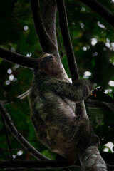 Curious Sloth Relaxing by the Beaches of Manuel Antonio