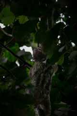 Hidden in the Wilderness: Sloth of Costa Rica’s Osa Peninsula