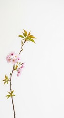 Obraz premium Elegant Sakura Sprig: A Minimalist Study of Pink Blossoms and New Leaves on White.