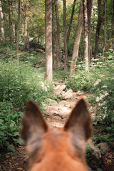 A tan dog with pointy ears looking down a trail on a mountainside excited to take on the challenge. The trail is on Mount Wachusett in Princeton Massachusetts. A sunny day in the late summer.