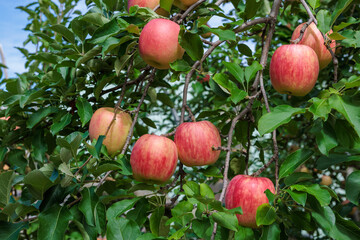 Delicious apple variety Shinano Dolce from the orchard.　