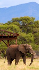 African elephant in grassy savanna