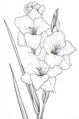 Fototapeta premium Detailed line drawing of gladiolus flowers and leaves