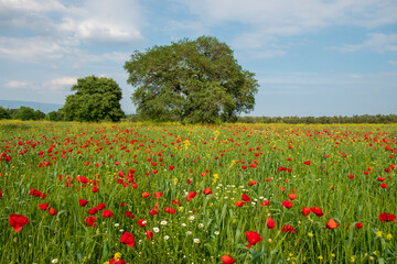 Blossom poppy flowers on the meadow - Image