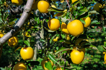 Shinano Gold, a delicious apple variety from the orchard.