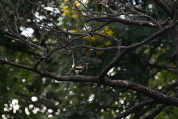 White browed wagtail perched on a tree branch with feed in mouth  against a blurred green forest background.