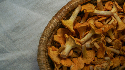 A closeup of vibrant chanterelle mushrooms in a rustic woven basket against textured linen background. Flat lay, top view, copy space.