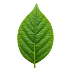 Obraz premium Close-up of a vibrant green leaf with detailed veins, isolated on a white background, showcasing its natural texture and form.