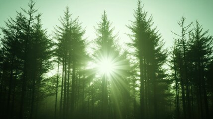 Obraz premium Sunlight piercing through dense evergreen forest canopy creating a serene atmosphere
