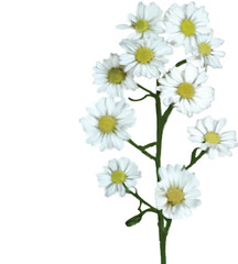 Watercolor White Daisy Illustration – Aesthetic Botanical Floral Art Design