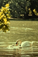 swan and cygnets