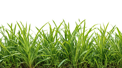 Vibrant green grass blades against a black background, showcasing natural texture and freshness.
