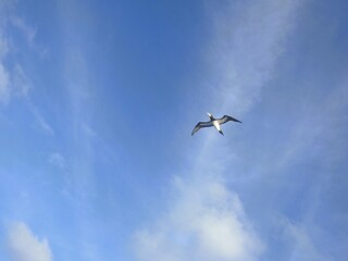 booby in the sky