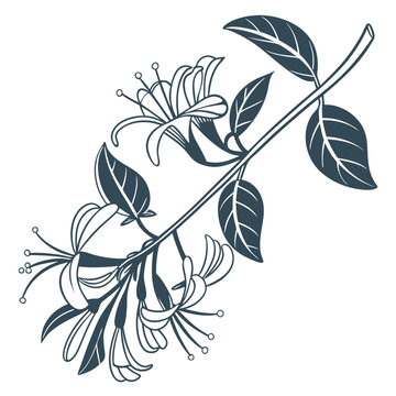 branch with himalayan honeysuckle